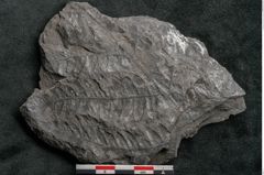 Foto (Detailansicht) von Asplenium hochstetteri Unger (NHMW-GEO-2024-0188-10298)